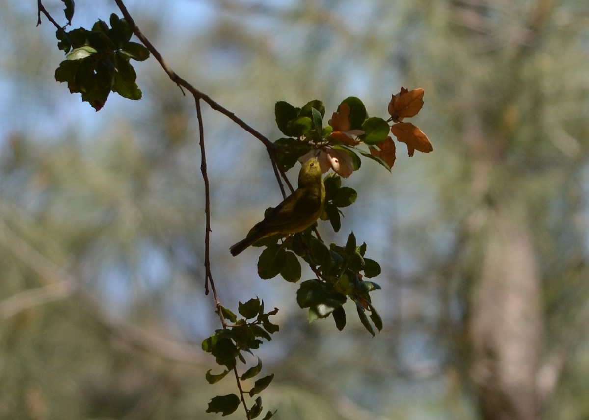 Orange-crowned Warbler - ML332685861