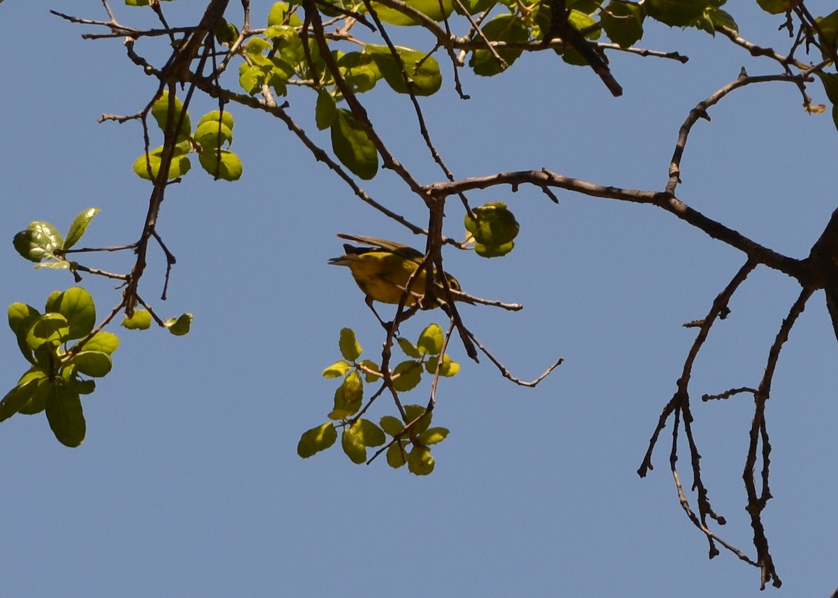 Orange-crowned Warbler - ML332685881