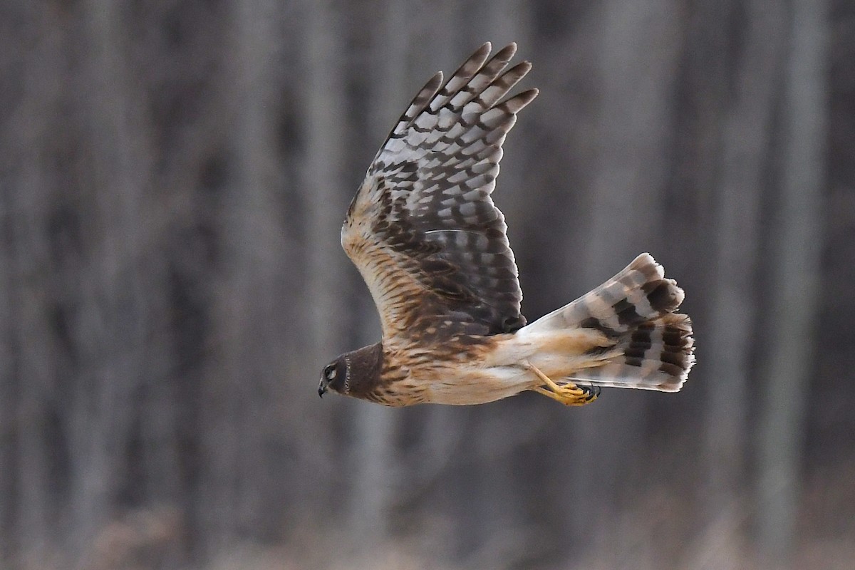 Northern Harrier - Aubrey  Robson