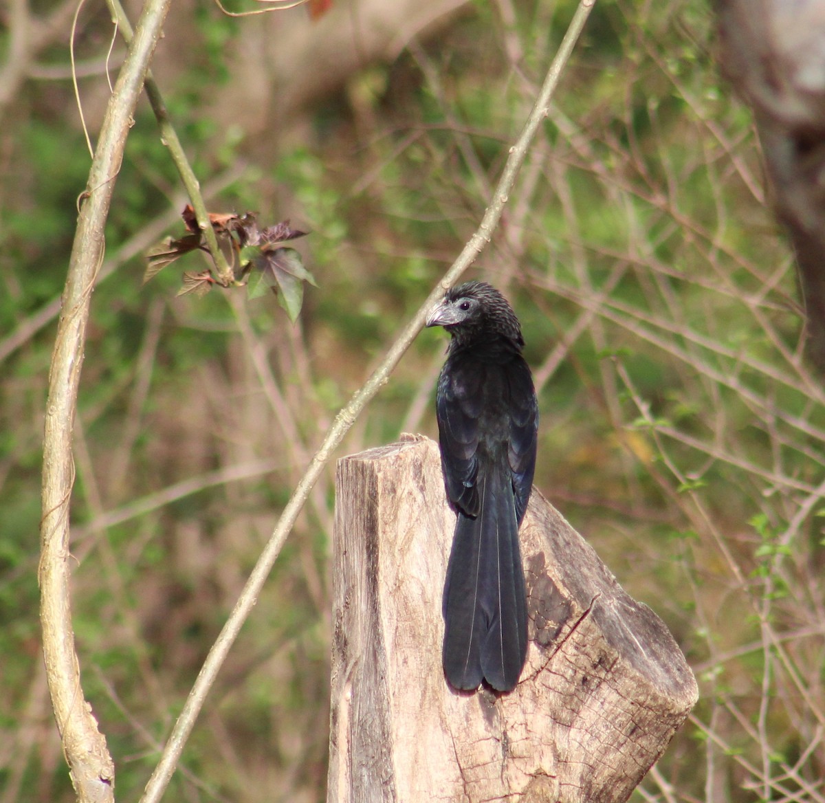 Groove-billed Ani - ML332686011