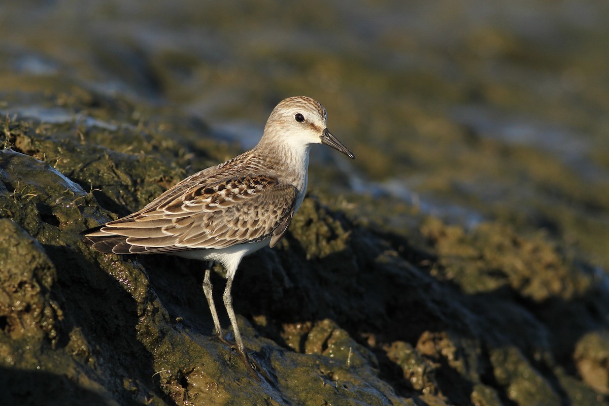 Semipalmated Sandpiper - ML33268631