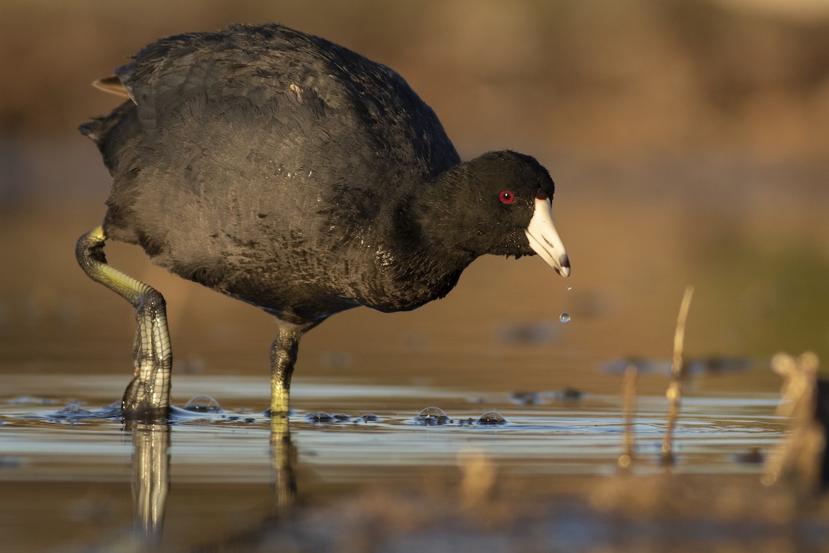 American Coot - ML332687051