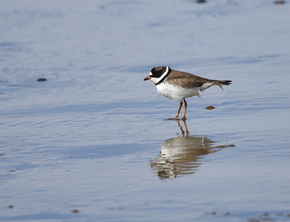 Semipalmated Plover - ML332687471