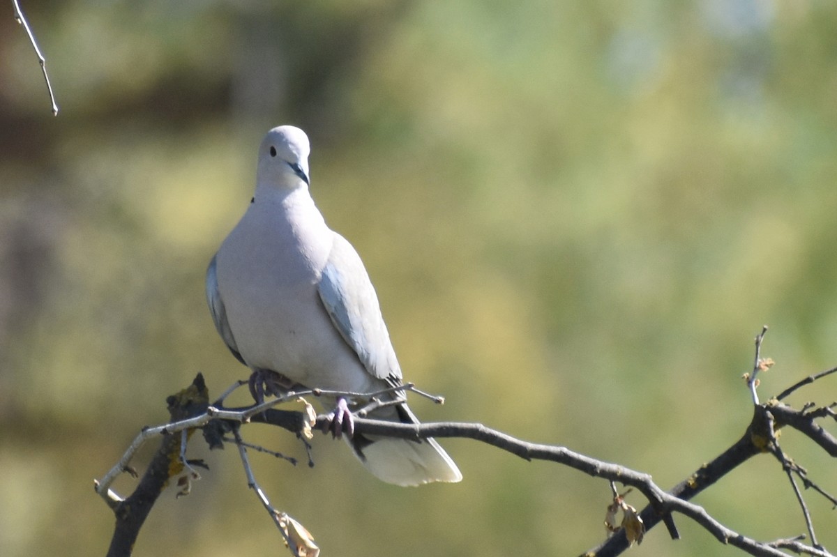 Eurasian Collared-Dove - Caleb Snarr