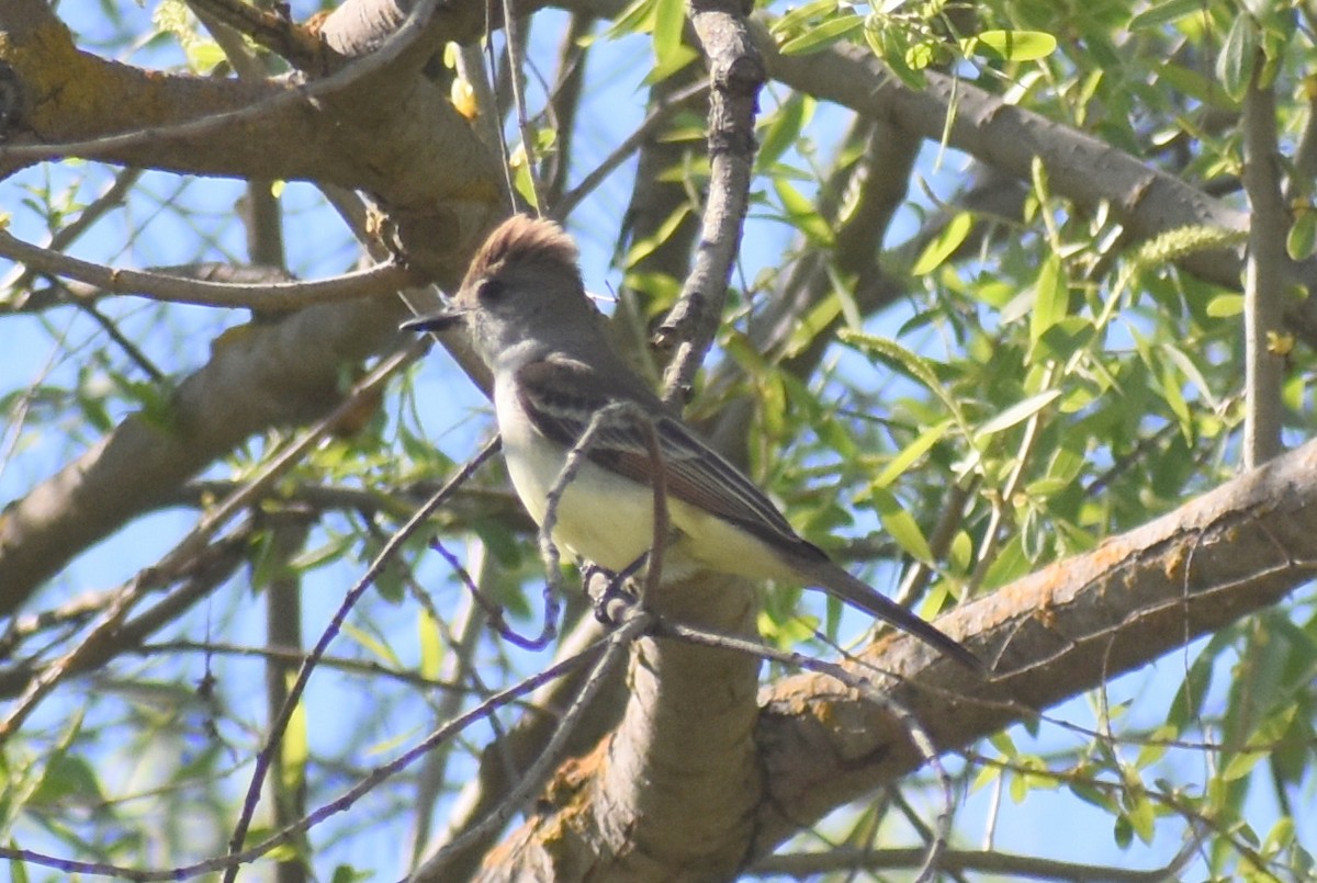 Ash-throated Flycatcher - ML332687611