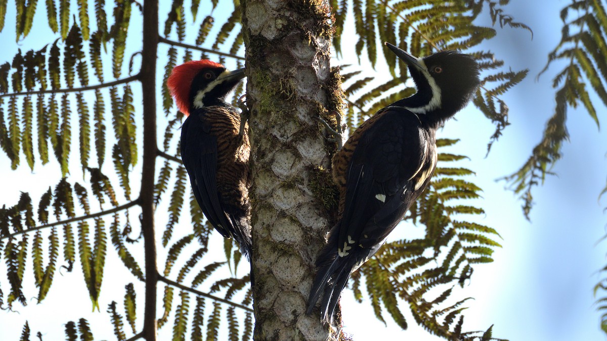 Powerful Woodpecker - Miguel Aguilar @birdnomad