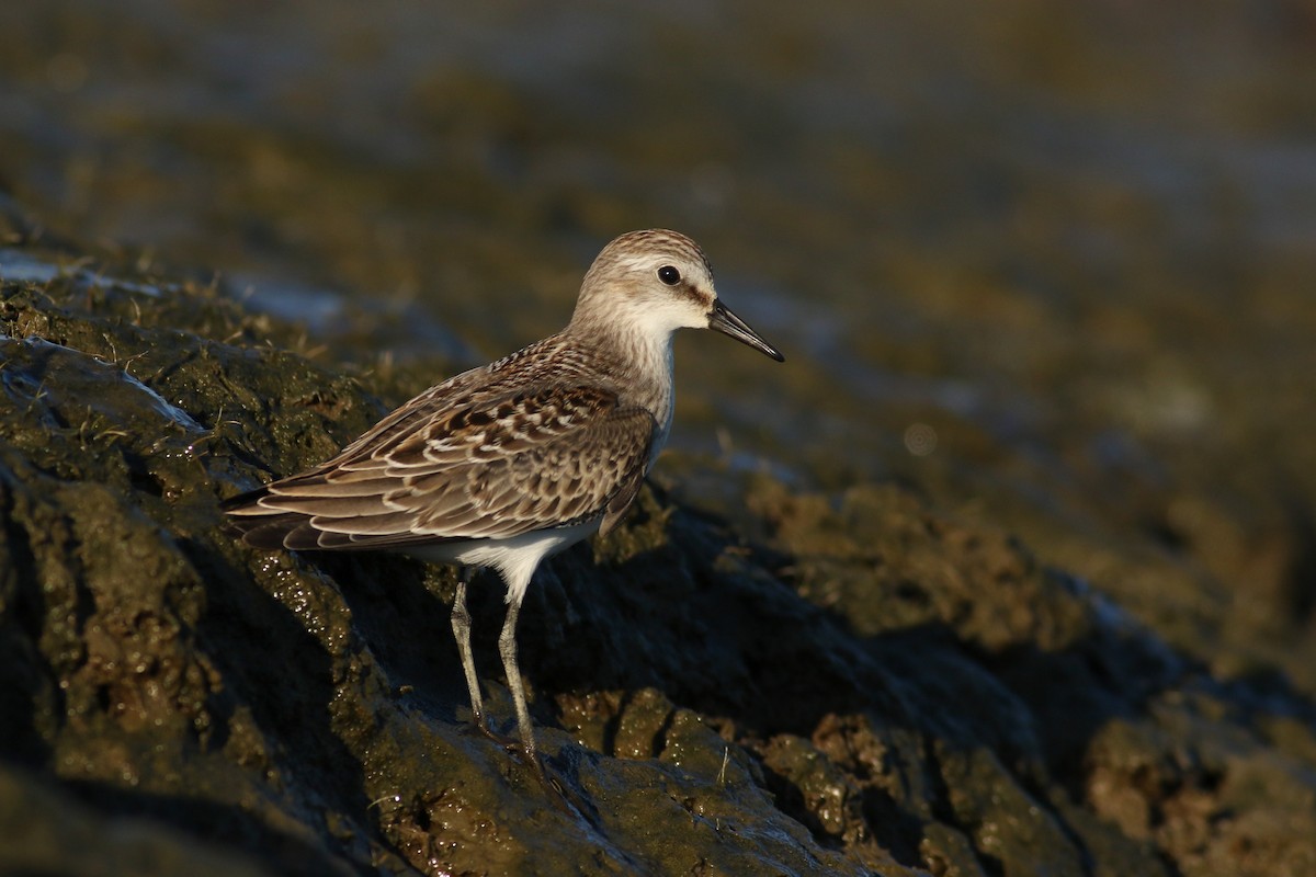 Semipalmated Sandpiper - ML33269051