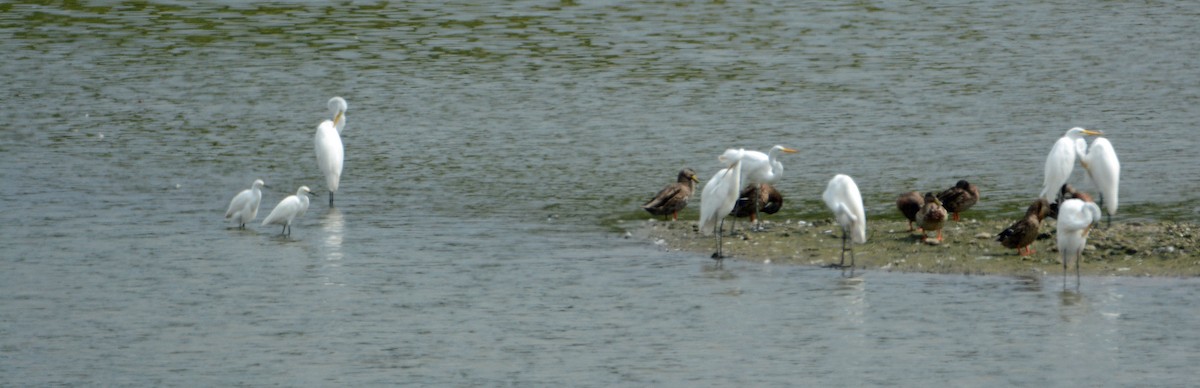 Snowy Egret - ML33269221