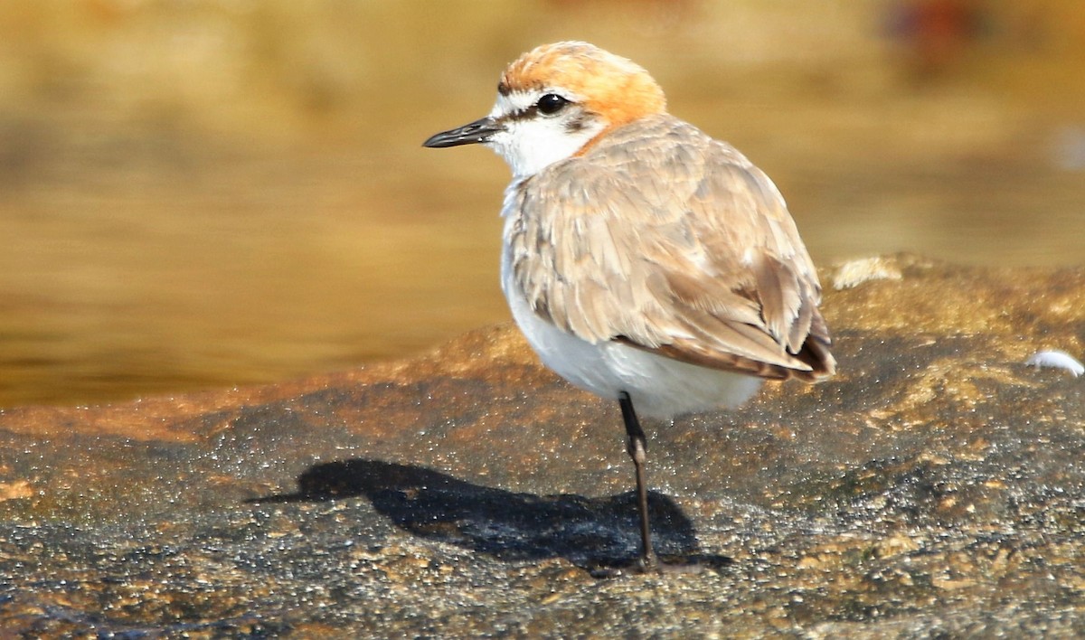 Red-capped Plover - ML332692291
