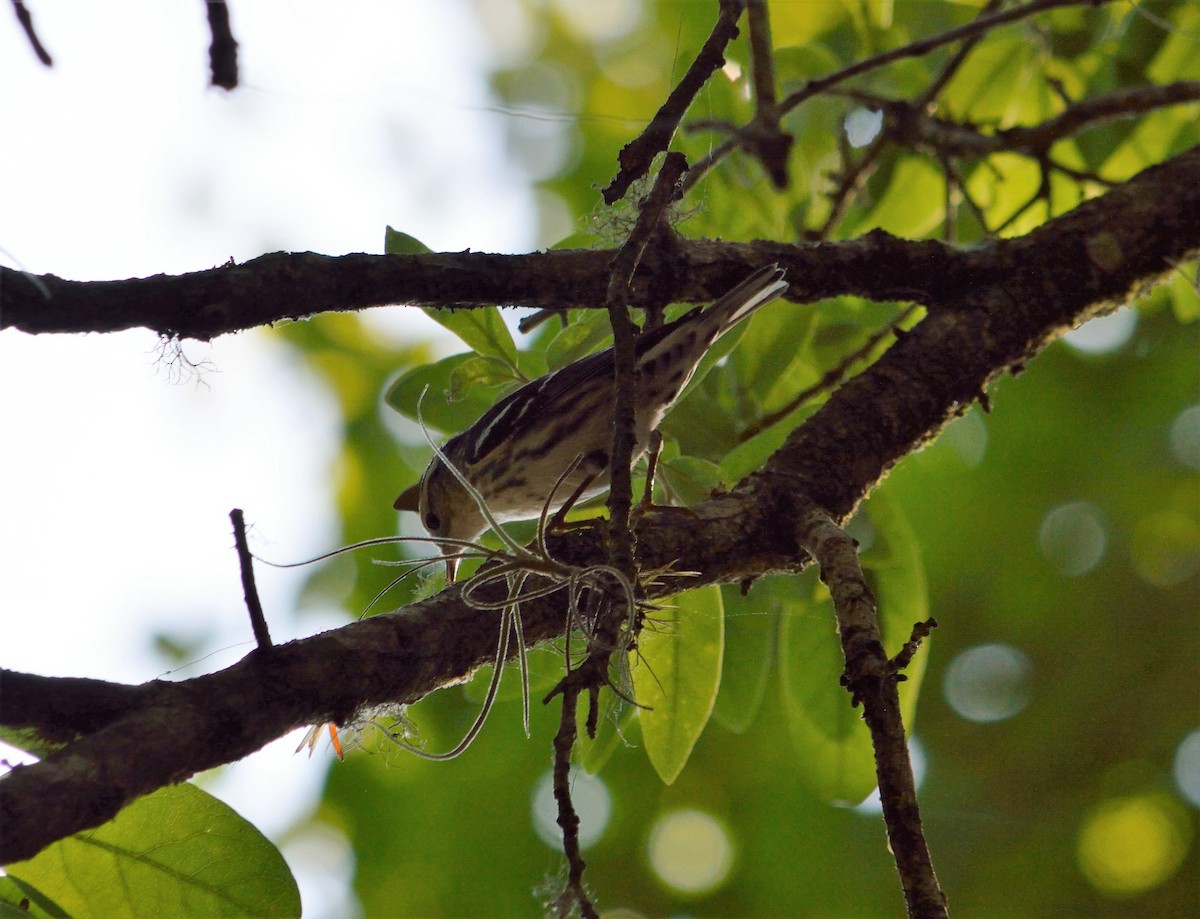 Black-and-white Warbler - ML332692351