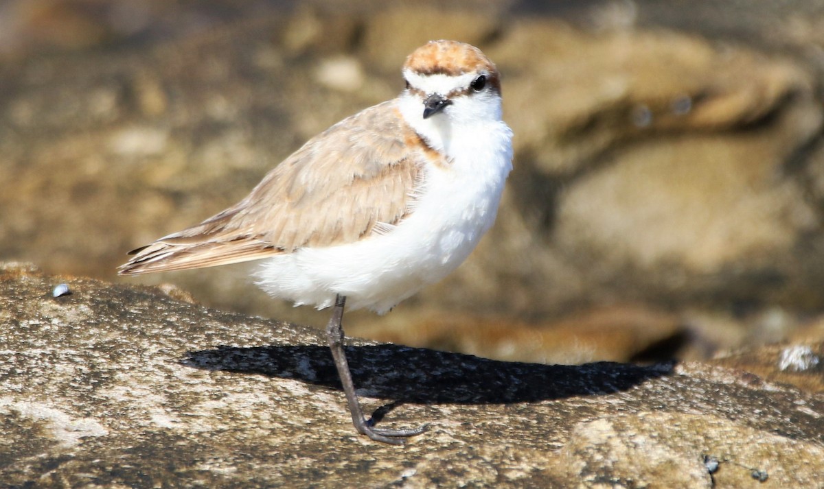 Red-capped Plover - ML332692481