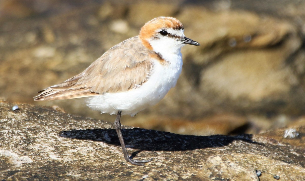 Red-capped Plover - Thalia and Darren Broughton