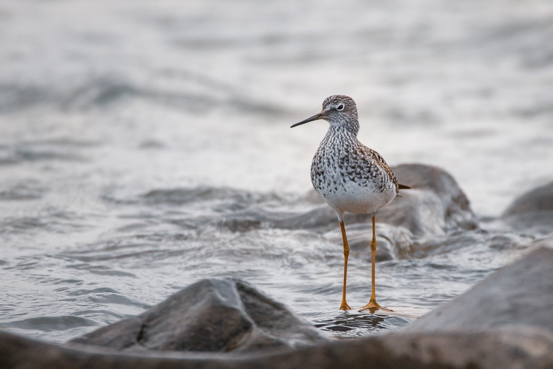 Lesser/Greater Yellowlegs - Rain Saulnier