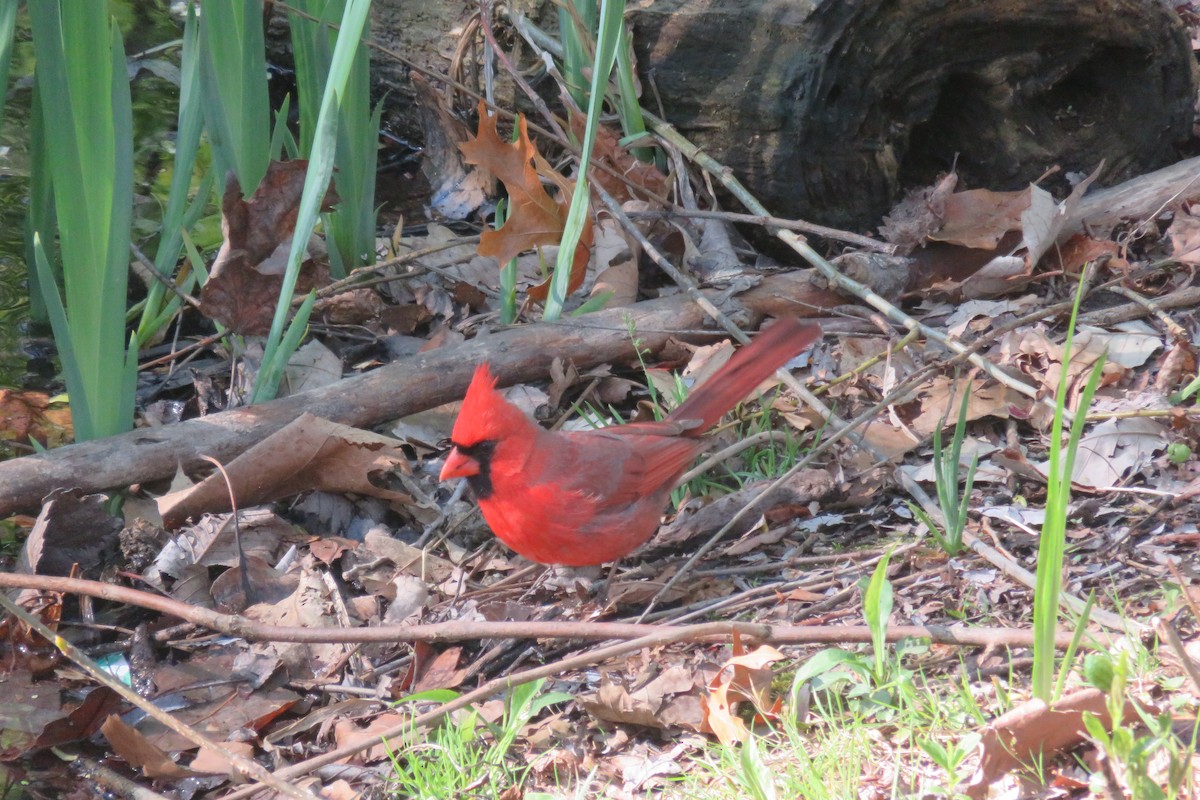 Cardinal rouge - ML332693751