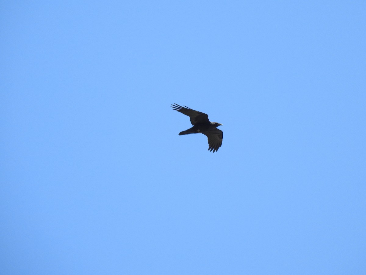 Common Raven - Bruce White