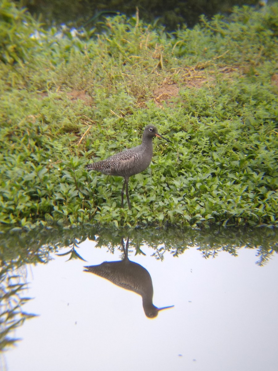 Spotted Redshank - ML332695141