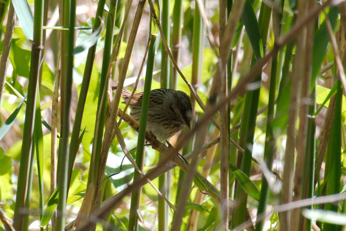 Lincoln's Sparrow - ML332695631