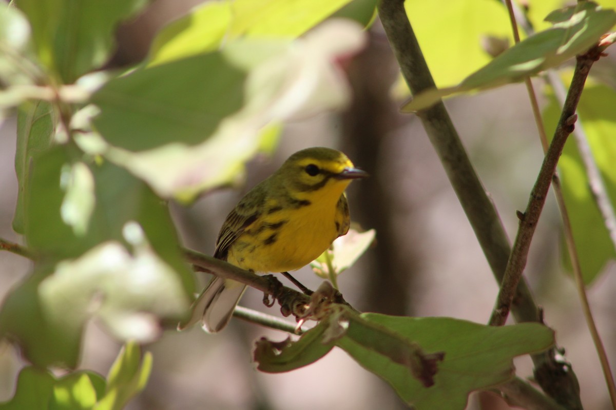 Prairie Warbler - ML332696471