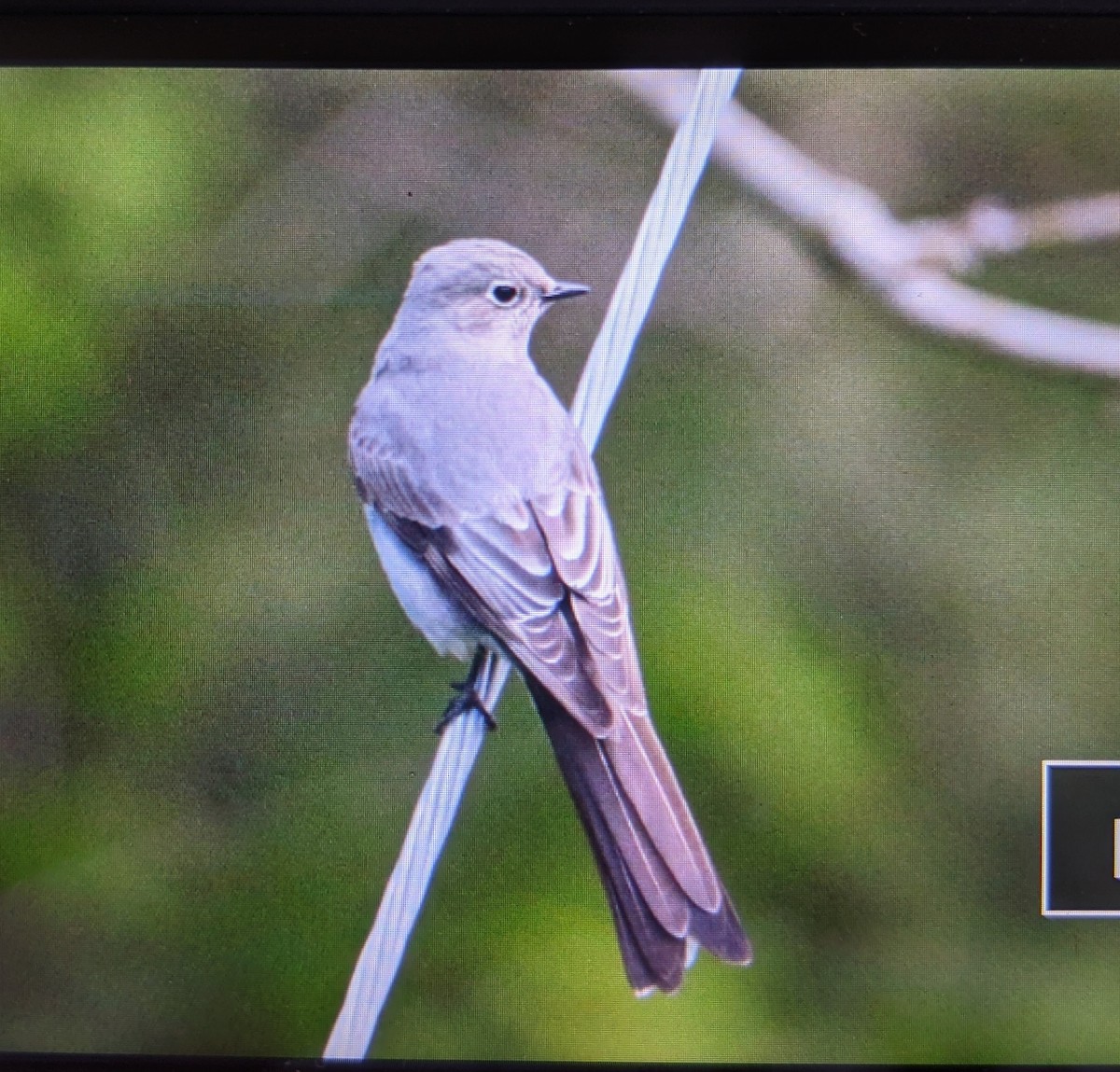 Townsend's Solitaire - ML332697991
