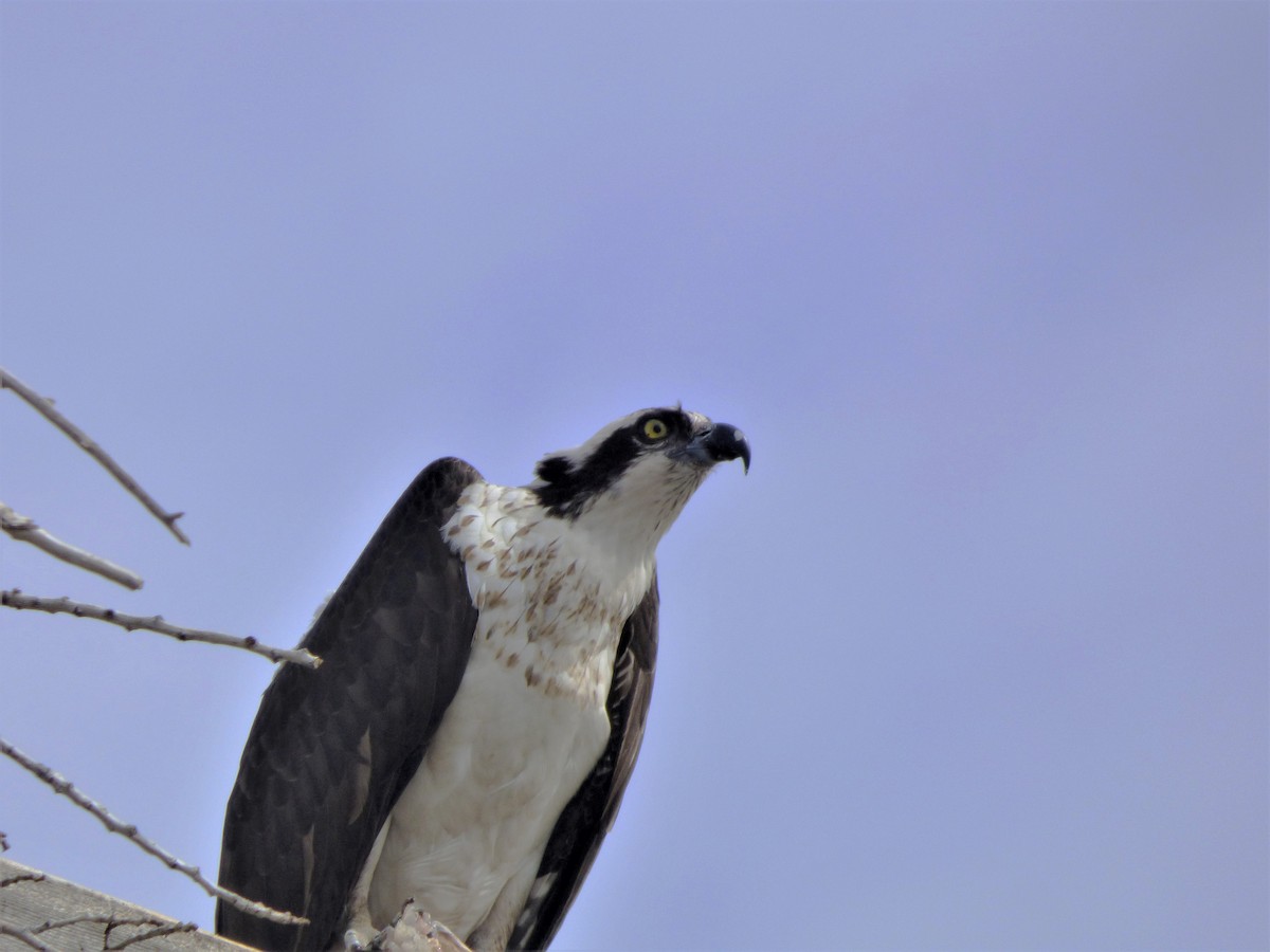 Osprey - ML332698031