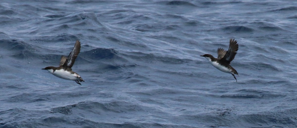 Craveri's Murrelet - ML33269921