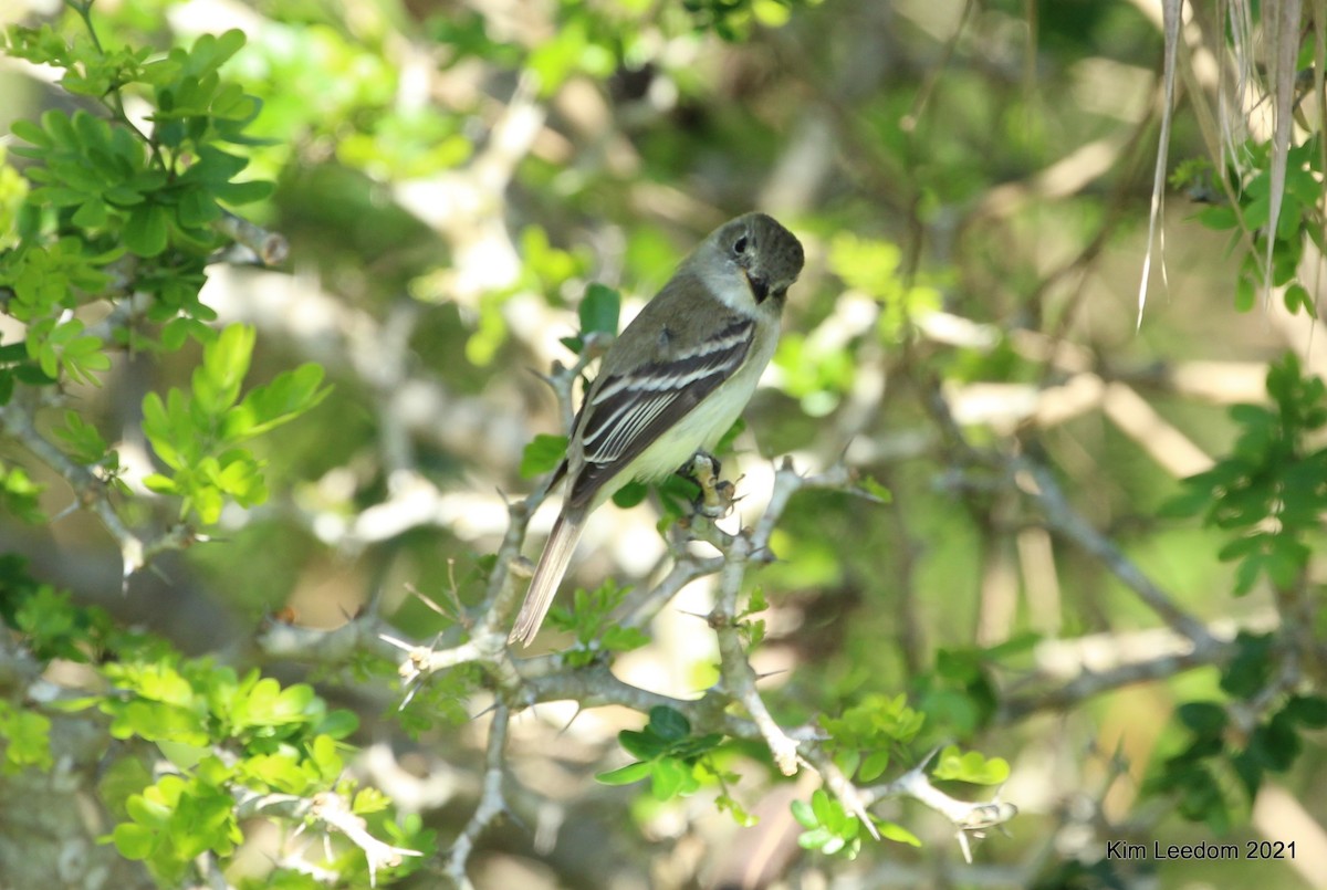 Least Flycatcher - ML332700251