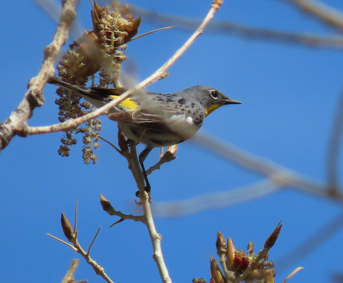 Yellow-rumped Warbler - ML332702601