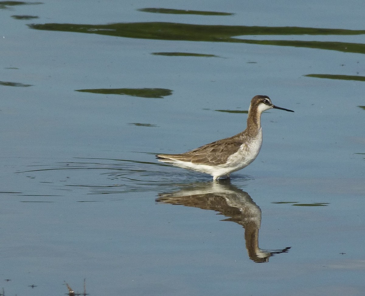 Wilson's Phalarope - ML332704451