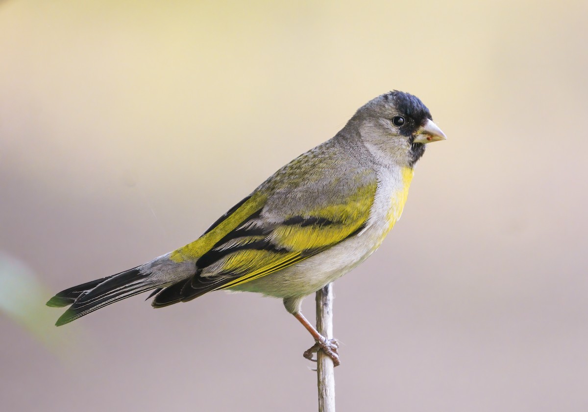 Lawrence's Goldfinch - Anonymous