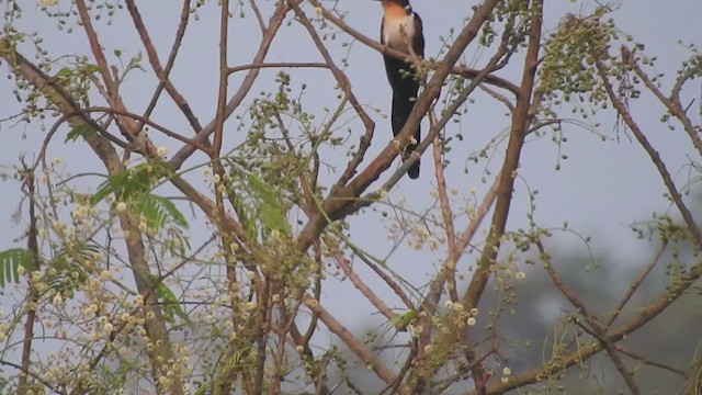 Chestnut-winged Cuckoo - ML332706291