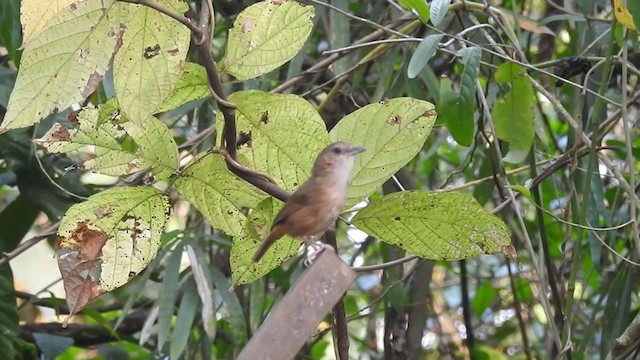 Abbott's Babbler - ML332707101