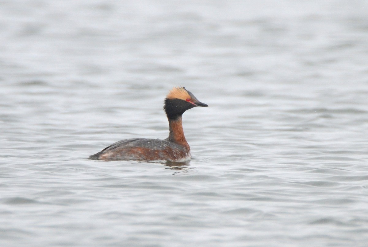 Horned Grebe - ML332707231