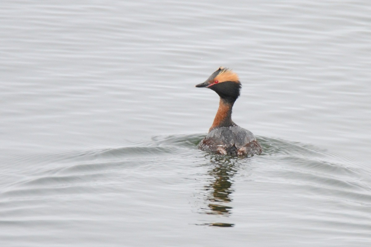 Horned Grebe - ML332707261