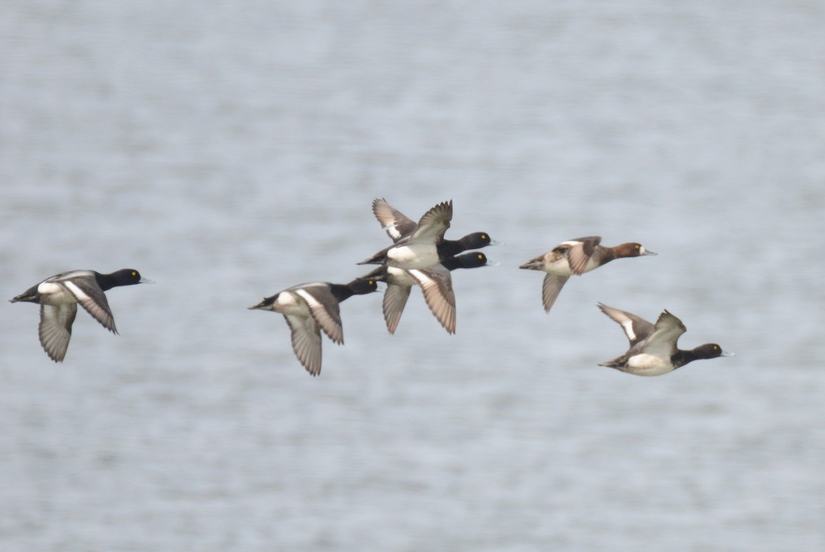 Lesser Scaup - ML332707521