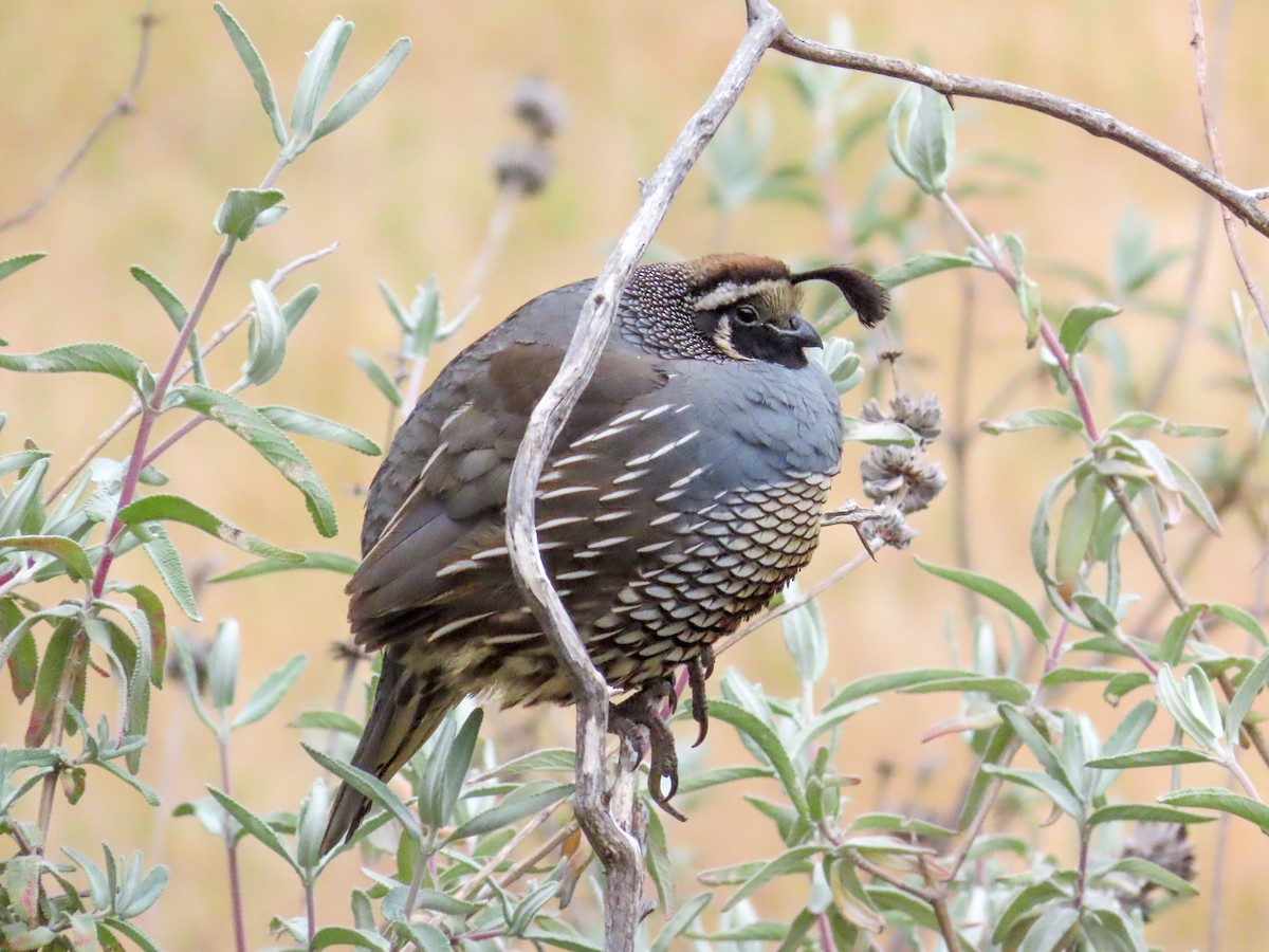 California Quail - ML332707591