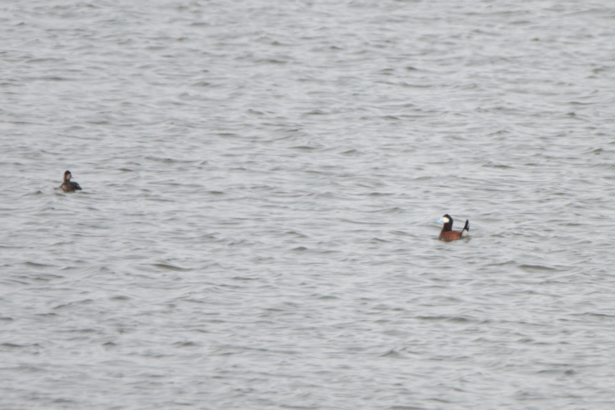 Ruddy Duck - ML332707641
