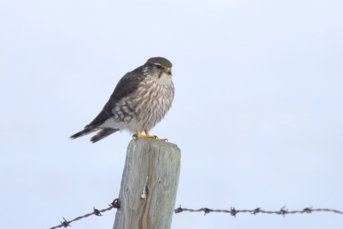 Merlin - Asher  Warkentin