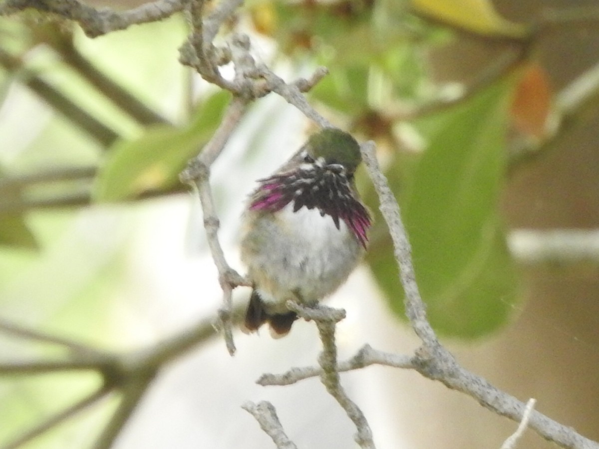 Calliope Hummingbird - ML332707691