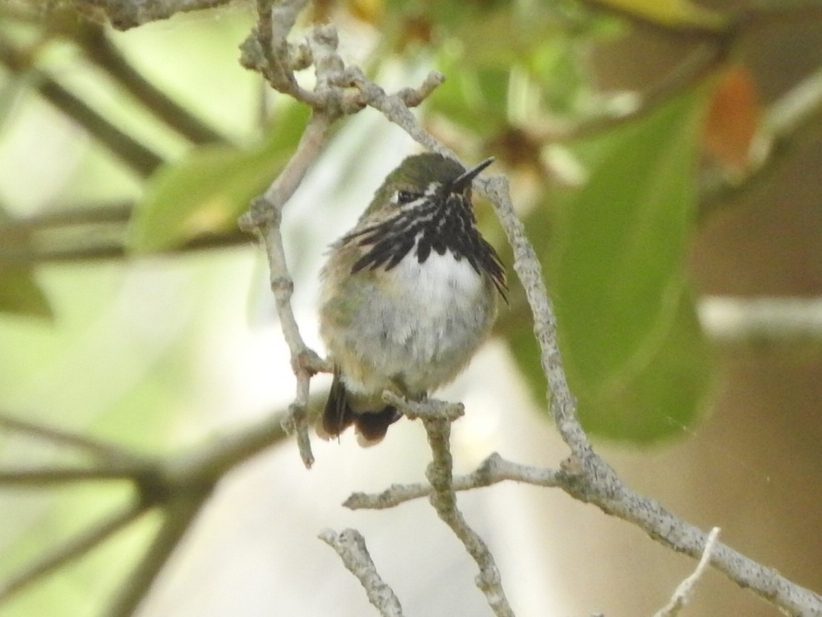 Calliope Hummingbird - ML332707701