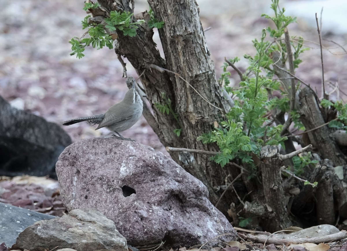 Bewick's Wren - ML332707891