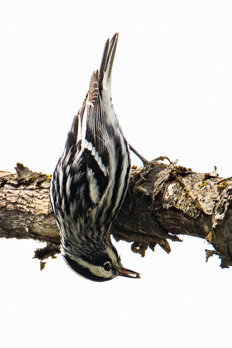 Black-and-white Warbler - Barb Zaenglein