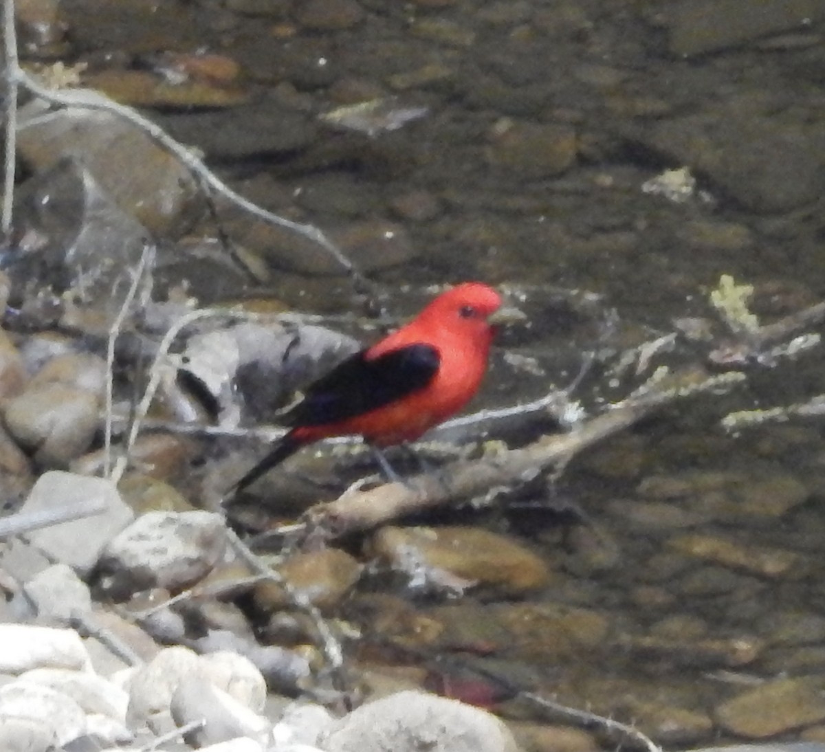 Scarlet Tanager - ML332710941