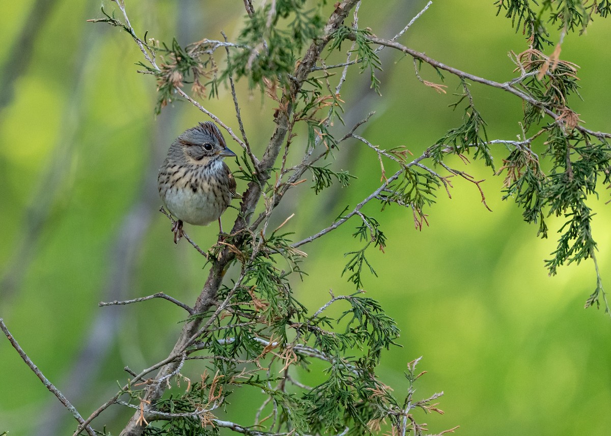 Lincoln's Sparrow - Joe Bailey