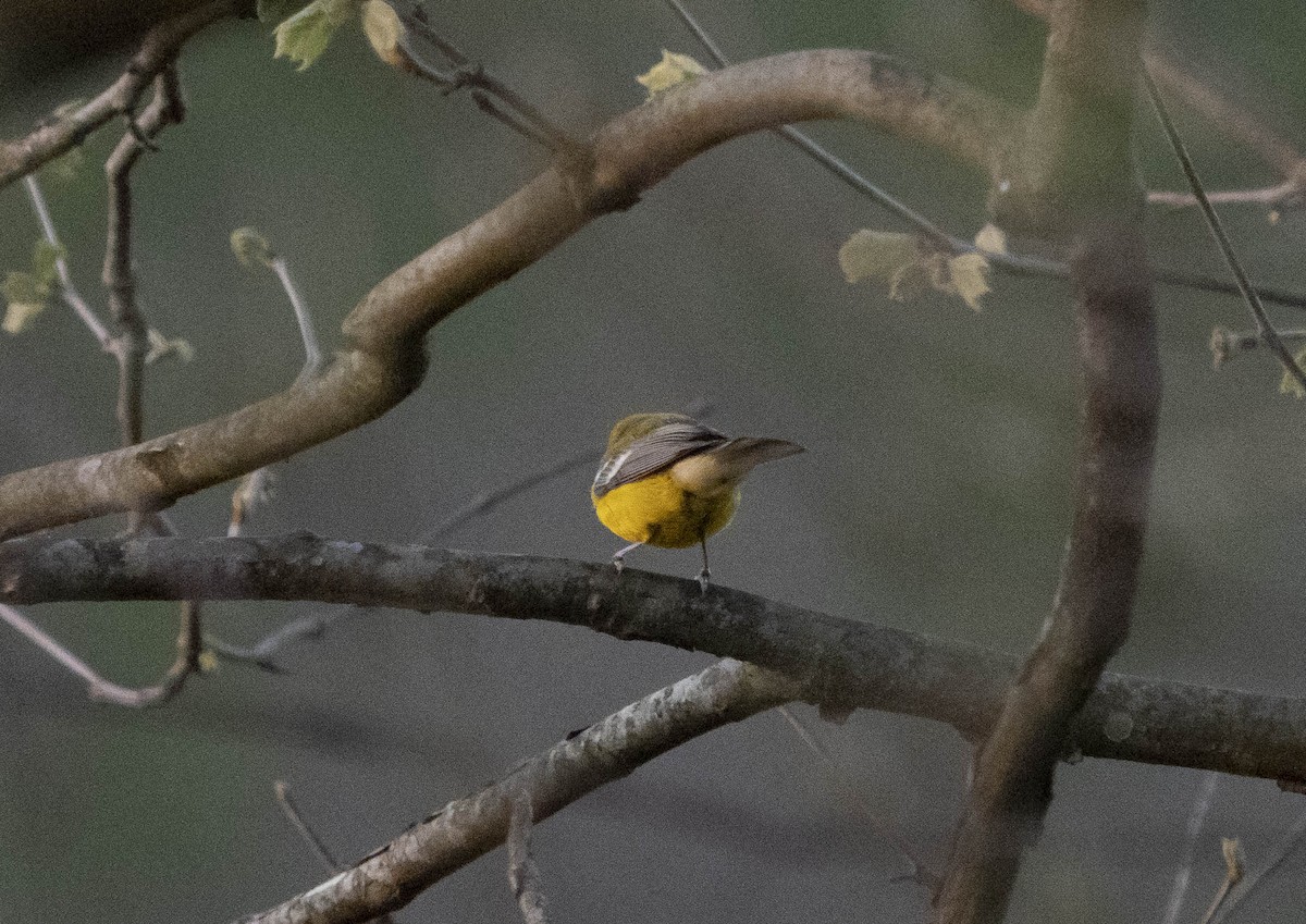 new world warbler sp. - ML332711761