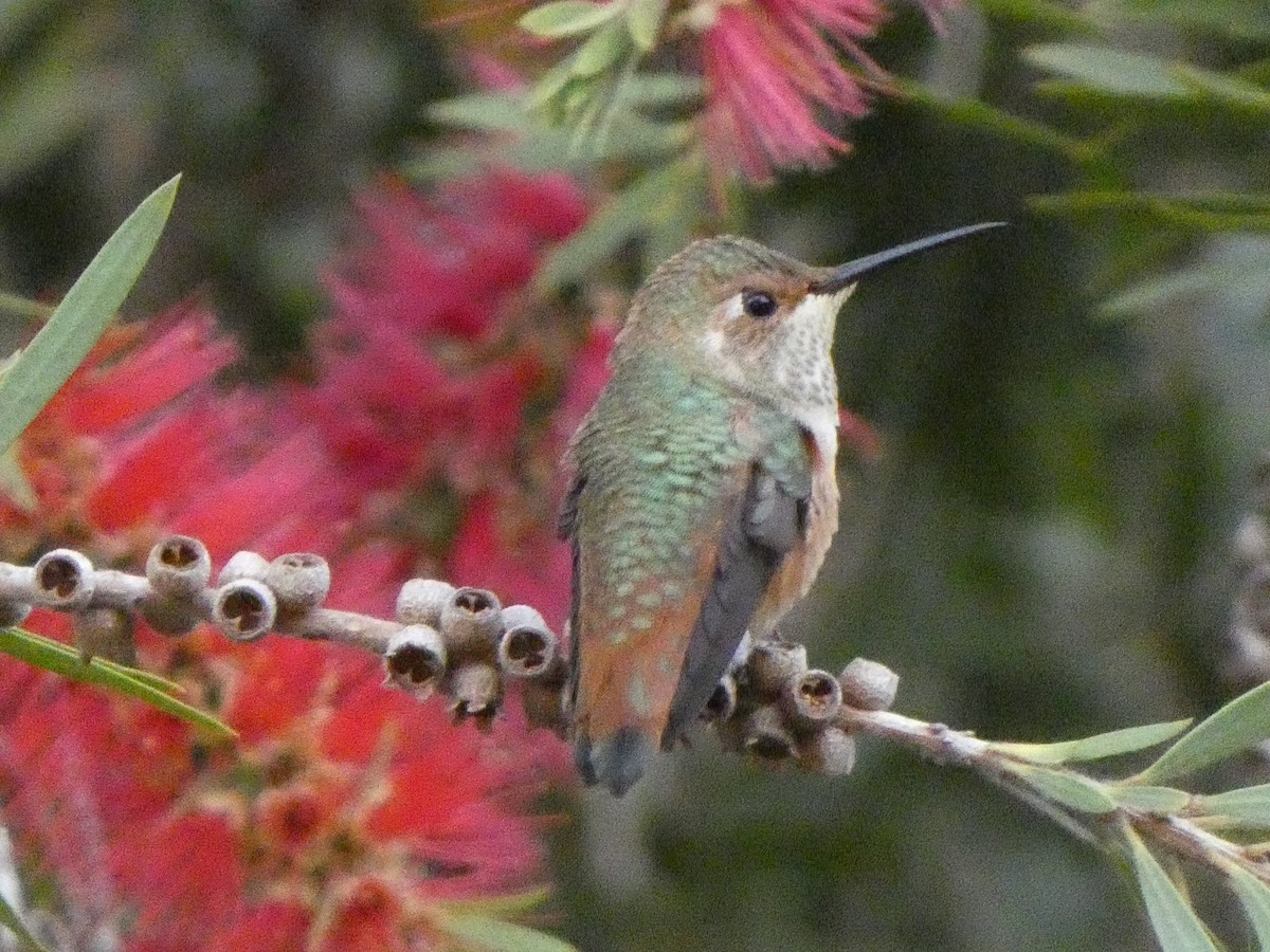 Rufous/Allen's Hummingbird - Braxton Landsman