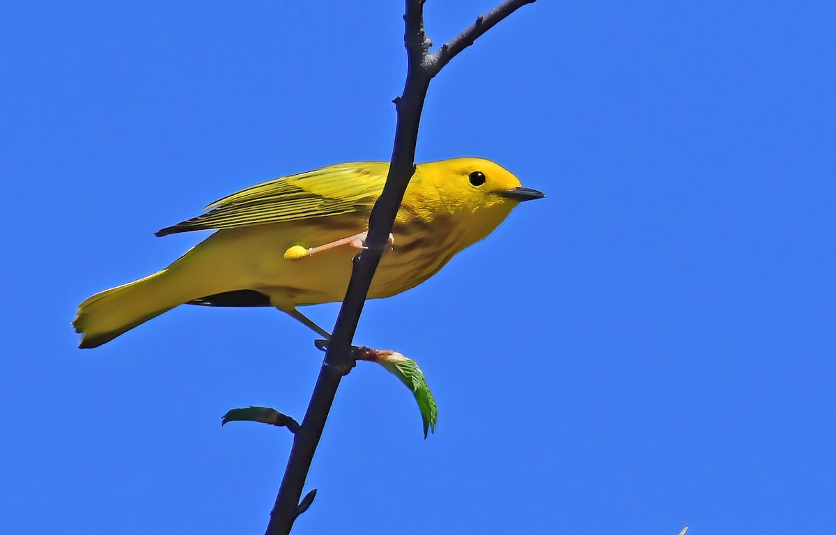 Paruline jaune - ML332715151