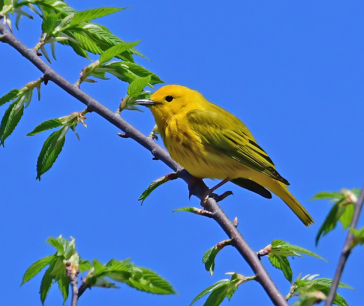 Paruline jaune - ML332715291