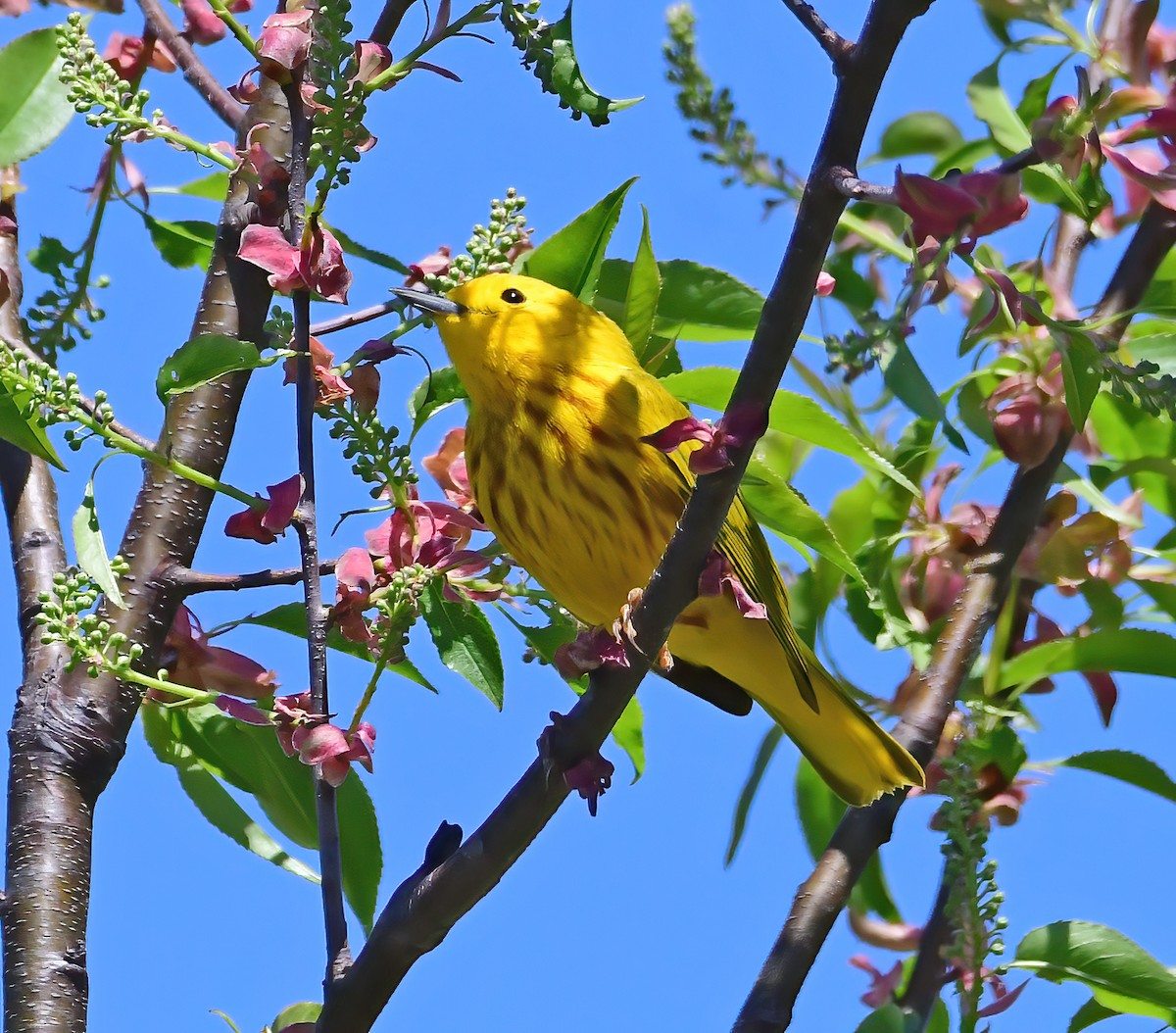 Yellow Warbler - ML332715591