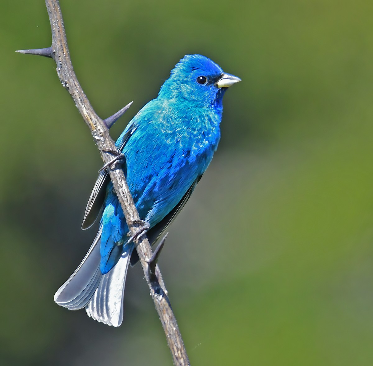 Indigo Bunting - ML332715911