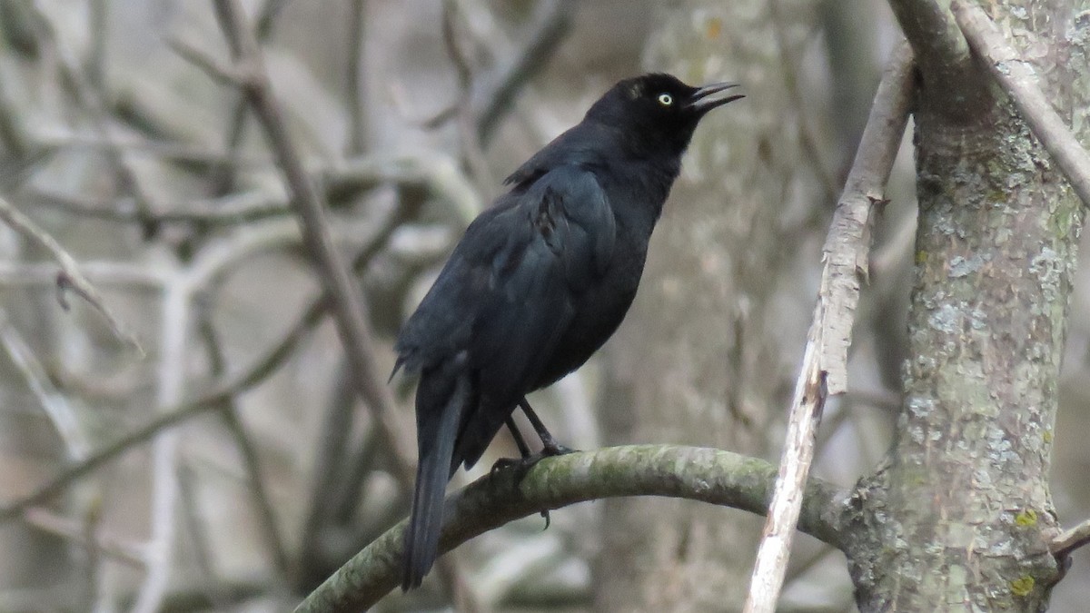 Rusty Blackbird - Przemyslaw Garbacz